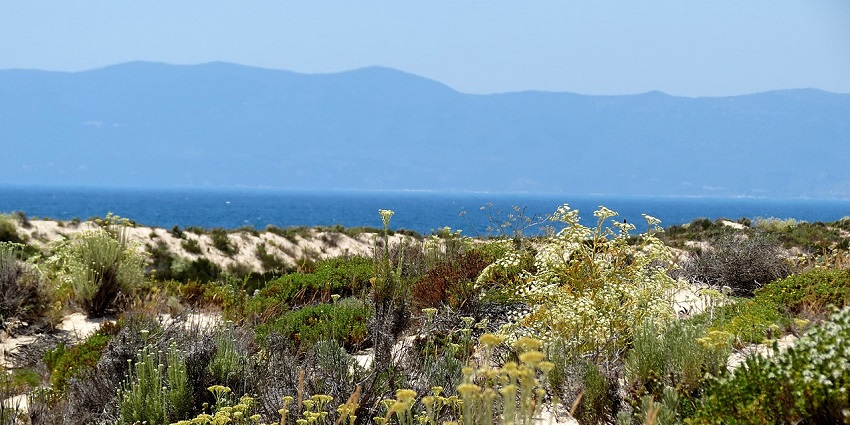 Wild coastal dunes with green shrubs and yellow flowers overlooking a calm sea, one of the fascinating places to visit near Lisbon.