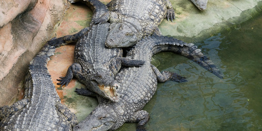 Multiple crocodiles are near the water with unique skin patterns and greenish water.