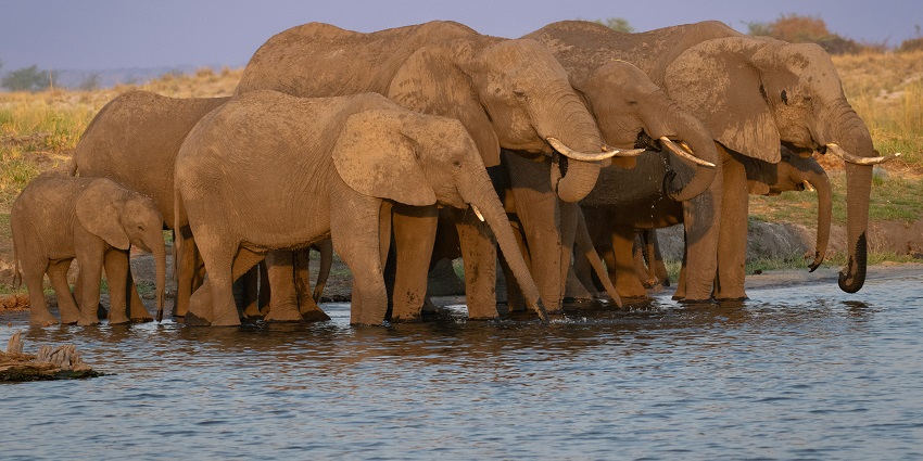 A herd of elephants walking together in an open grassland at Queen Elizabeth National Park.