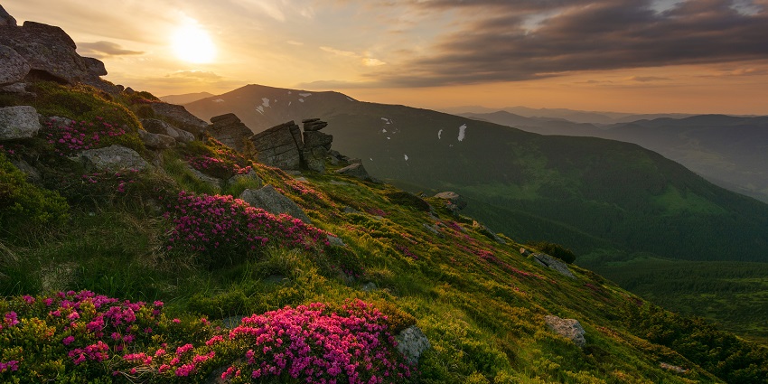 Pink rhododendrons in Carpathians Ukraine scenic spot among places to visit near Poland.
