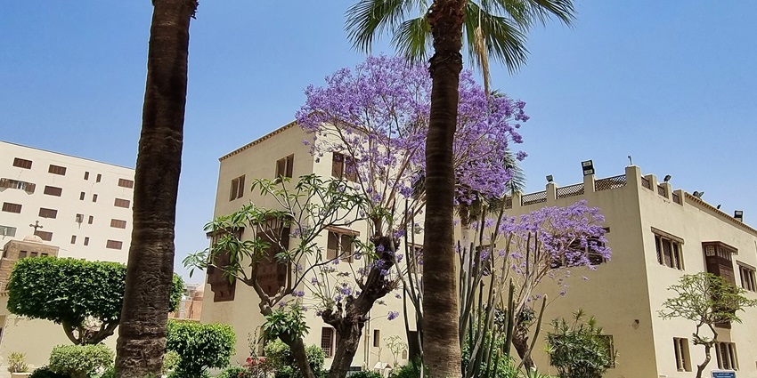 Palm trees and flowering jacarandas in a sunlit courtyard, one of the best things to see in Old Cairo.
