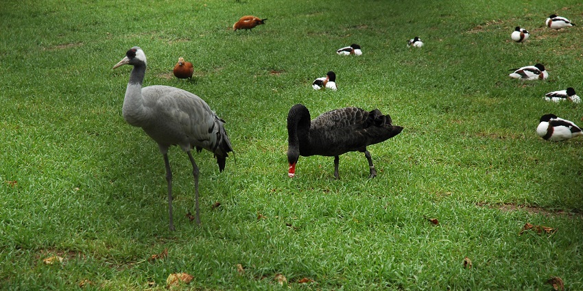 A flock of various birds in a grassy field at the Africa Alive zoological reserve.
