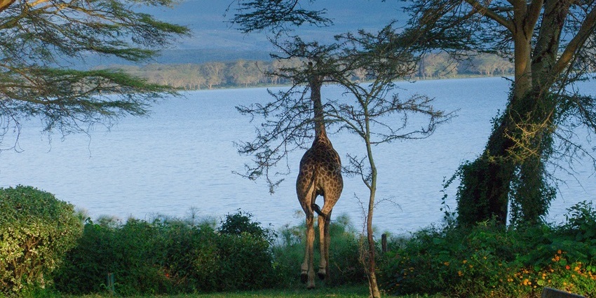 A lone giraffe stands near a lakeshore, surrounded by trees, greenery, and wooden benches.