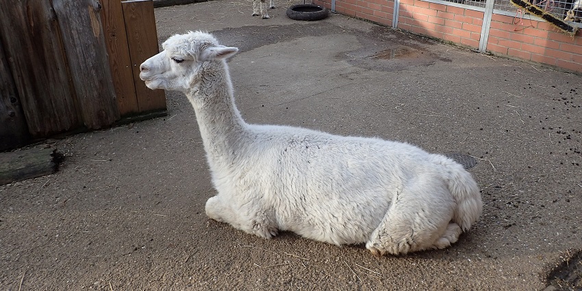 Visiting friendly alpacas at Funny Farm Alpacas, a charming family-friendly experience in Lecanto.
