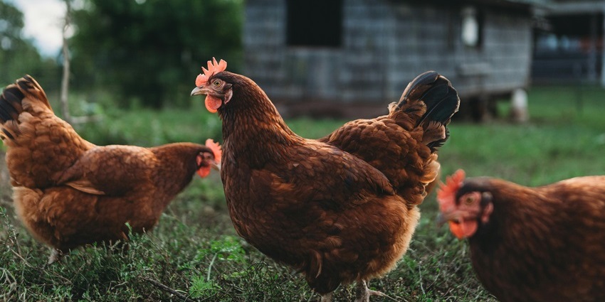 Watching a farm hen is one of the top things to do in Natick MA.