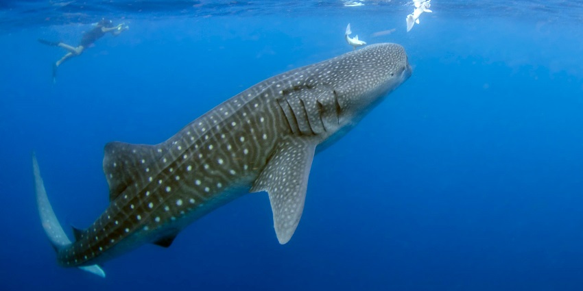 Whale shark swimming near the surface in clear blue water, one of the things to do in Utila.