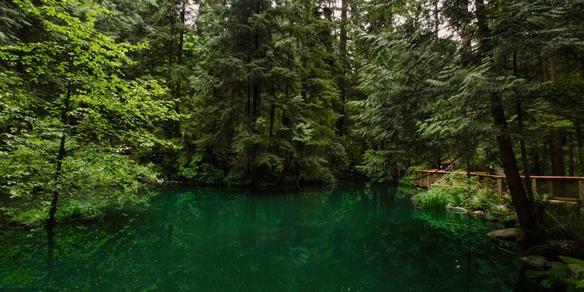 Park with still calm greenish water body, a walking pathway deck on the side and dense greenery.