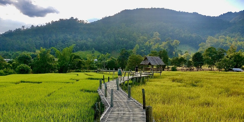 Bamboo bridge over the rice fields in Pai with green fields and a woman walking on the bridge.