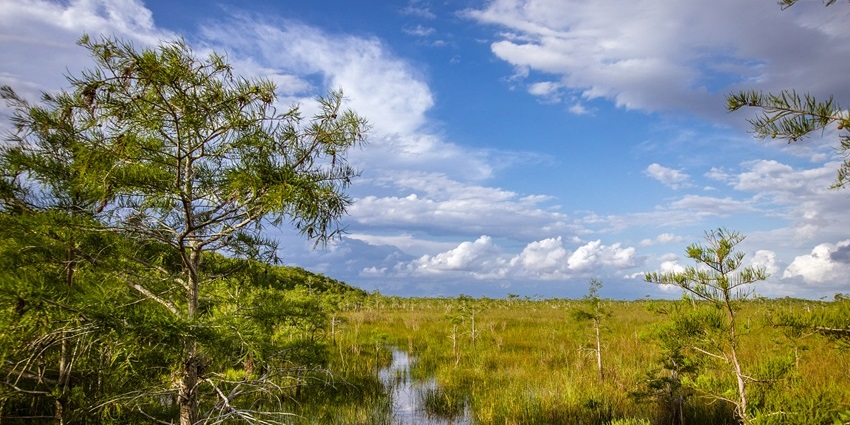 Few trees with green foliage, green grass, and a small clear water patch under a blue sky.