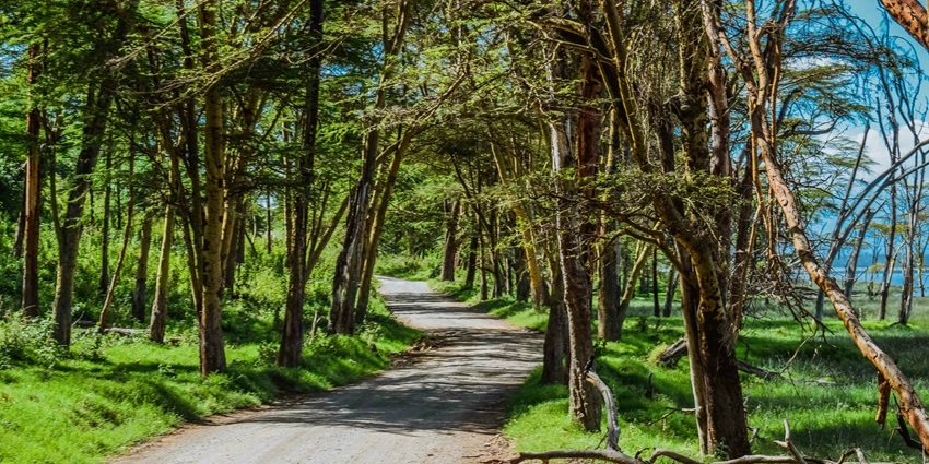 Walking the peaceful trails of Arabuko Sokoke Forest one of the serene things to do in Malindi.
