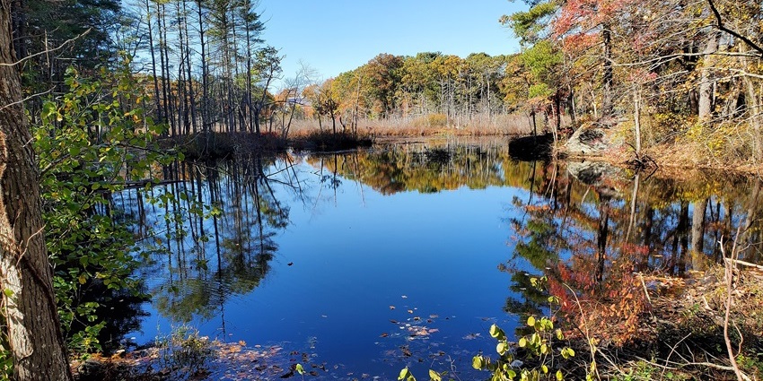 Clear blue pond surrounded by trees with reflections shimmering on the water surface.