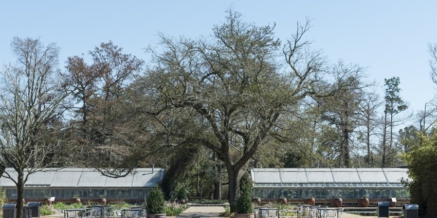 Two glass buildings surrounded by tall trees and potted plants in a lush green garden, one of the best things to see in Orange Texas.