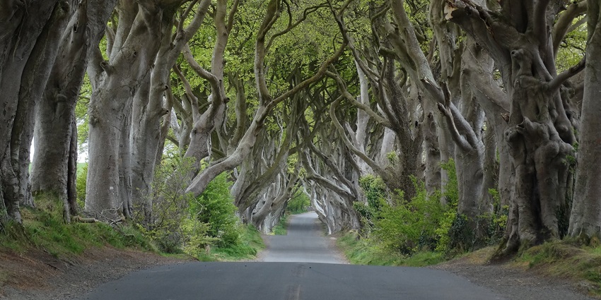 A tunnel-like road lined with twisted, ancient trees forming a natural, green canopy, one of the best things to see in Northern Ireland.