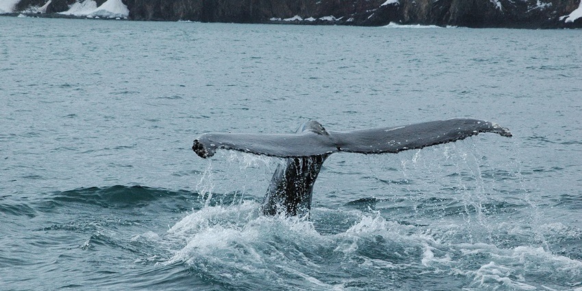 Spotting whales is one of the things to do in Iceland in summer.