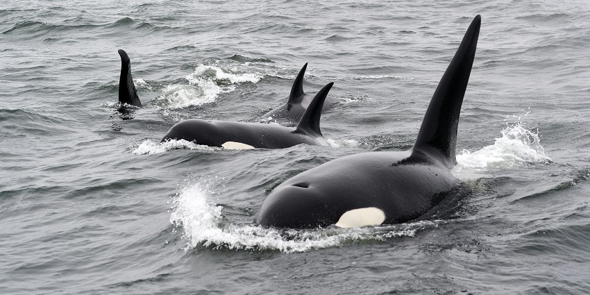Whales surfacing and spouting water in calm ocean waters during a whale-watching tour.