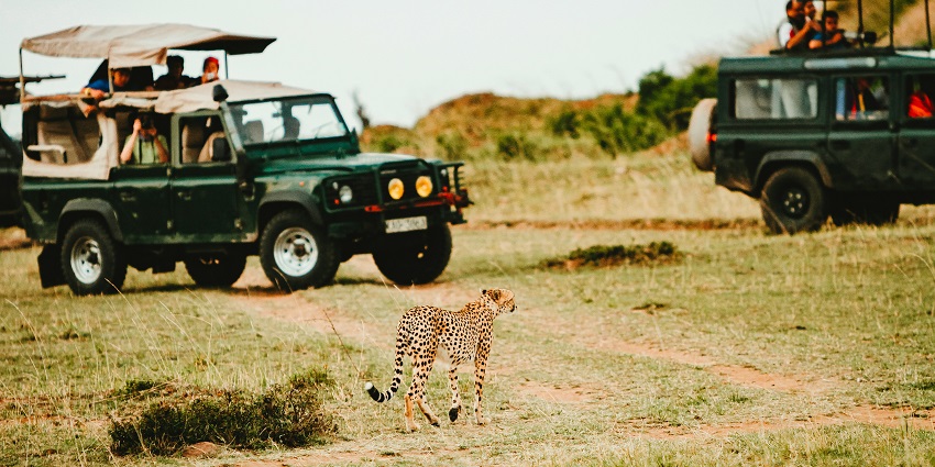 Jeep safari at Kaziranga National Park with a leopard spotted nearby.