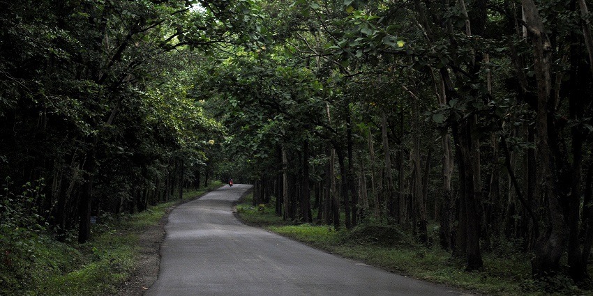 A rider drives through an empty road surrounded by dense forests of Anshi National Park.