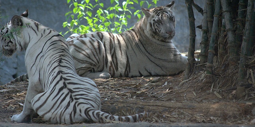 White tigers rest under trees at Arignar Anna Zoological Park, one of the best places to visit near Chennai in September.