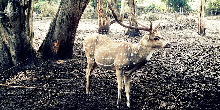 A deer is standing on rocks overlooking hills at Bannerghatta Biological Park, one of the places to visit near Electronic City.