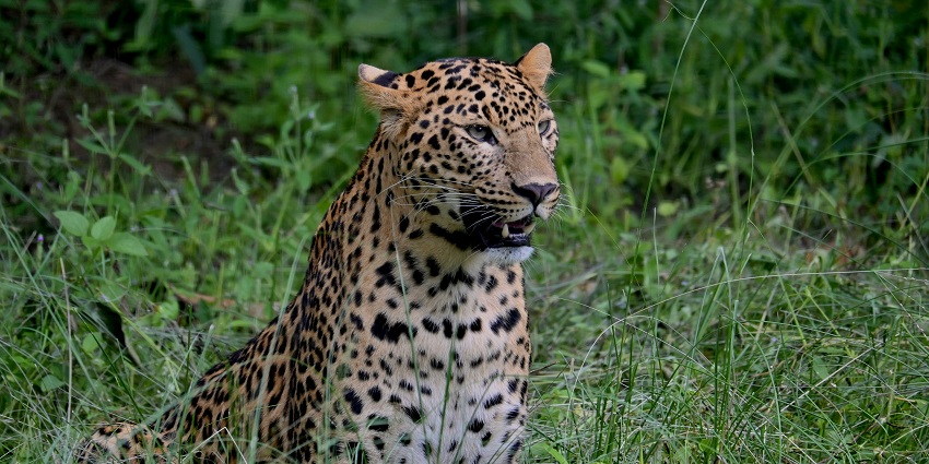 A leopard sits calmly at Bannerghatta Biological Park surrounded by a natural habitat.