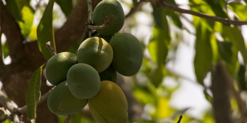 Close-up of mangoes hanging from a tree at Belapur Mango Garden.