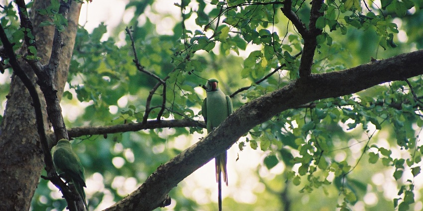 A vibrant ring-necked parakeet at the diverse Bhadra Wildlife Sanctuary, one of the top places to visit near Kavaledurga.