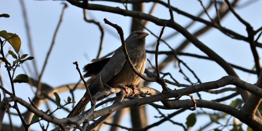 A brown bird with light eyes peacefully sat on bare black tree branches during sunset.
