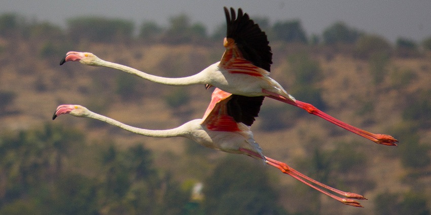 A pair of beautiful Flamingoes with black beaks fly in the Bhigwan Bird Sanctuary.