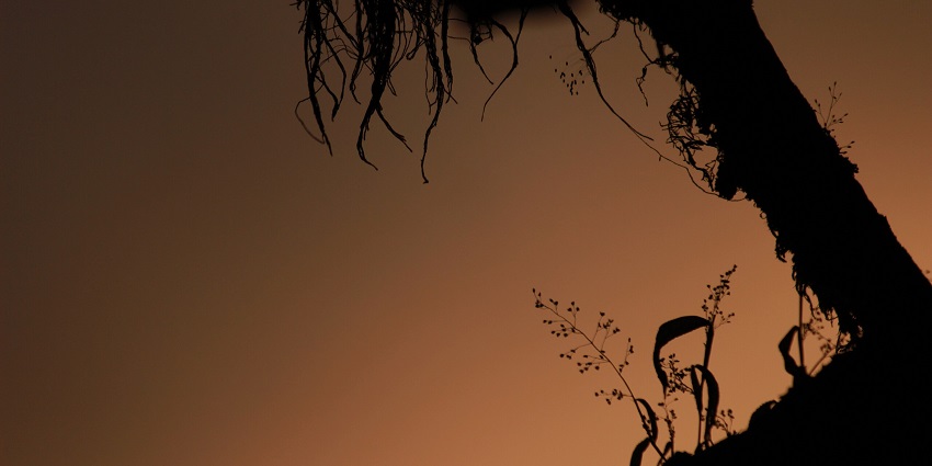 Silhouetted tree trunk and roots with tiny plants against a golden brown dusk sky.