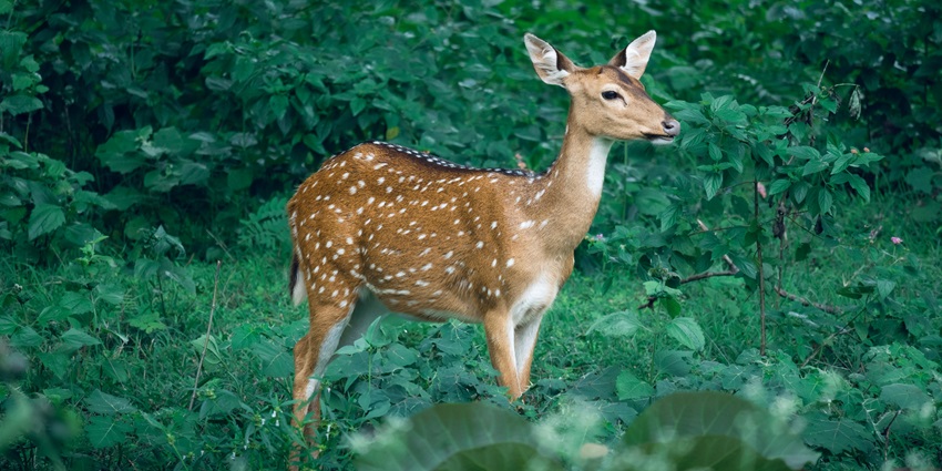Spotted deer at Bhimgad Wildlife Sanctuary make it one of the wild places to visit near Chikodi.