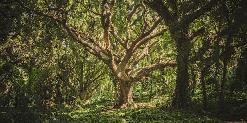 The sprawling roots and branches of the ancient Big Banyan Tree creating a natural canopy.