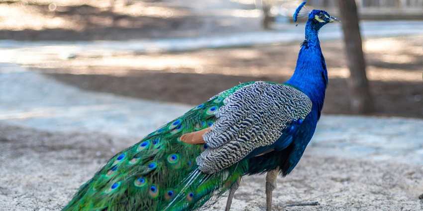 Peacock with vibrant feathers standing on dry ground at Bir Talab Zoo.