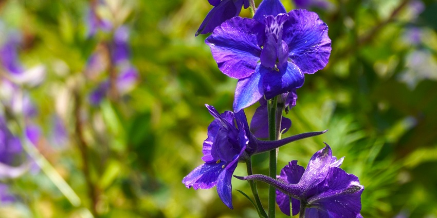 Close-up of a young purple cornflower flowering amongst the green grass and leaves
