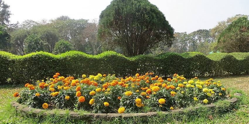 Beautiful marigolds bloom in the green premises of Central Park, one of the best places to visit near Eco Park Kolkata.