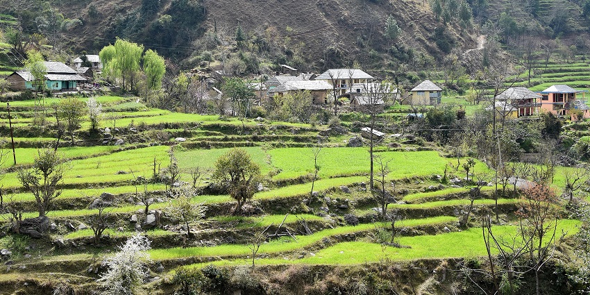 Lush terraced fields dotted with green trees and houses at the base of a hillside.