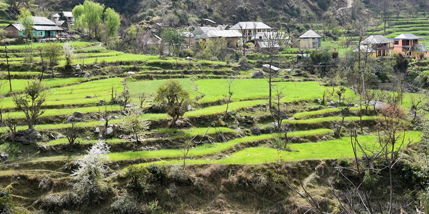Lush terraced fields dotted with green trees and houses at the base of a hillside