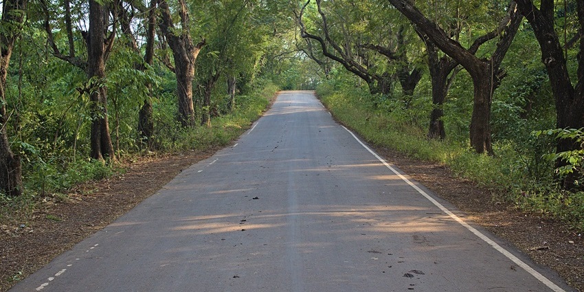 Road in Aarey colony with white strips on both sides of the road and dense greenery.