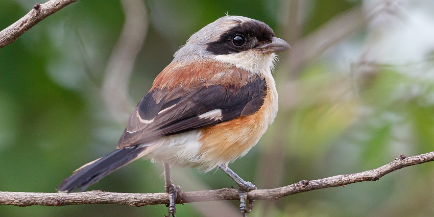 A bay-backed Shrike was spotted inside the Chincholi Wildlife Sanctuary, one of the best places to visit near Gulbarga.