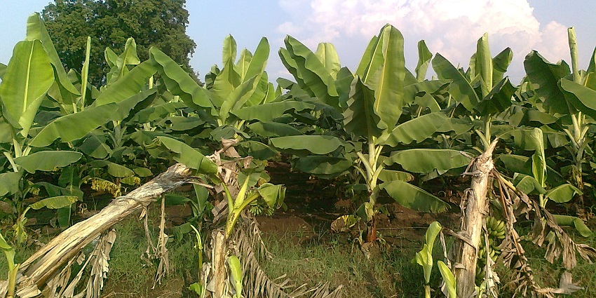 Rows of green banana plants with broad leaves under a sky and a tall tree in the back.
