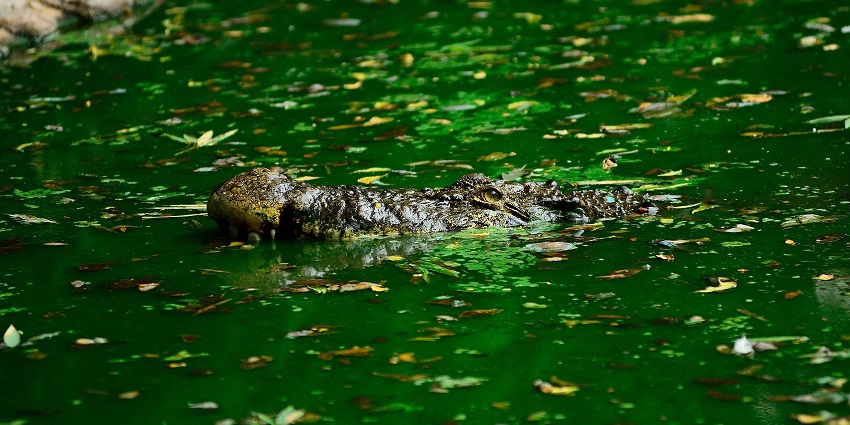 A crocodile rests in green water at the Madras Crocodile Bank near Chennai, Tamil Nadu