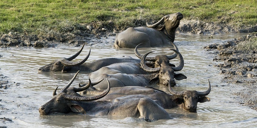 Asiatic wild buffalo standing in water at Kaziranga National Park.