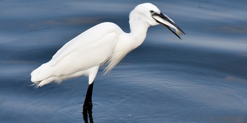 A white egret standing in shallow blue water with a small fish in its sharp beak.