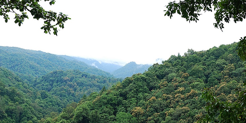 Dense forest canopy viewed from the front side of Dandeli town, rich in greenery.
