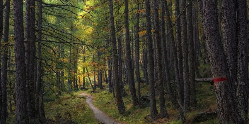 David Scott Trail with forest views, open meadows and gentle slopes places to visit near Barapani.
