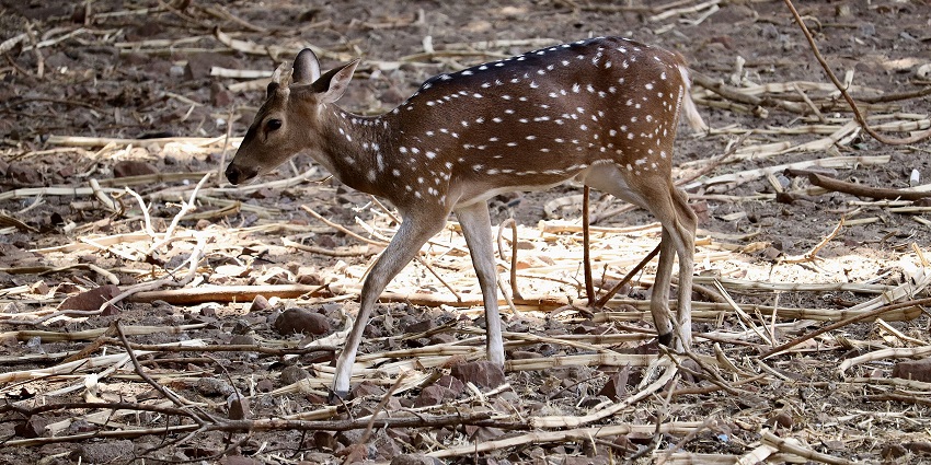 Spotted deer walking gracefully across dry forest ground covered with twigs and leaves.