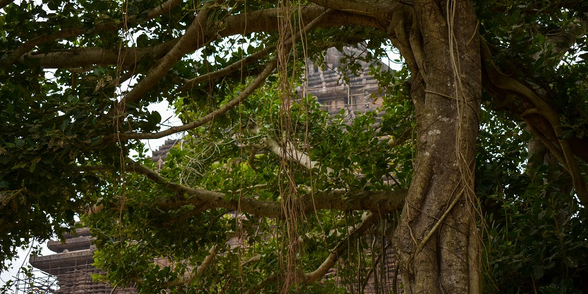 Widespread aerial roots of a massive banyan tree form a natural green canopy.