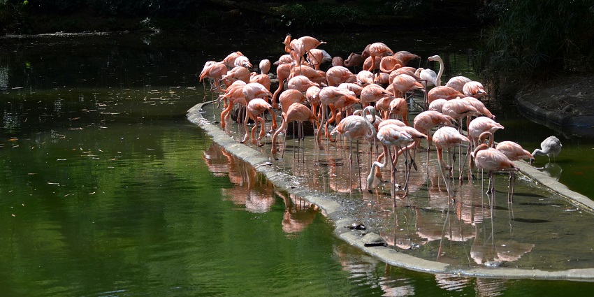 A flock of flamingos near the calm waters of Flamingo Sanctuary.
