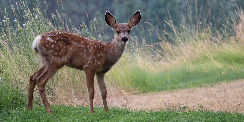 Brown spotted deer with antlers are on the lookout amidst thick green foliage and bushes, one of the places to visit near Howrah Station.