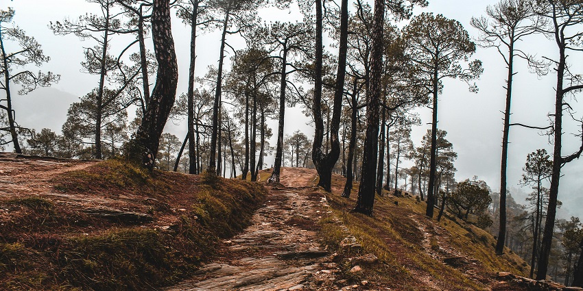George Everest Park estate trail with open valley views among the top places to visit in Mussoorie near Kempty Falls.
