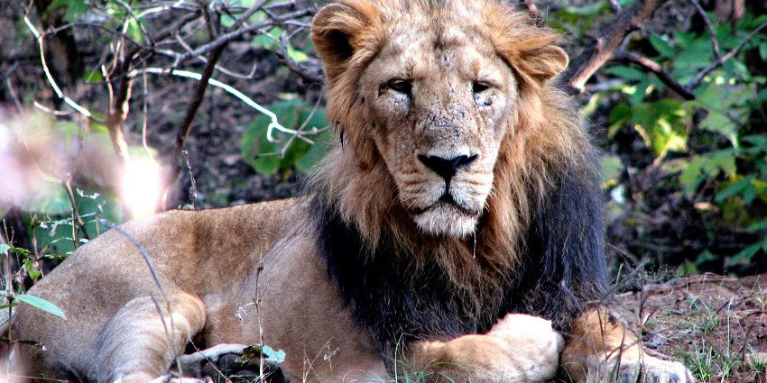 The Asiatic lion in Gir National Park, one of the top wildlife places to visit near Gadhada.

